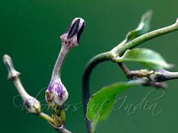 Image result for Ceropegia breviflora
