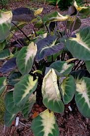 Colocasia hybrid 'black ripple' pp26151. Learn About Colocasia Esculenta Tropical Storm Pp 28567 Tropical Storm Elephant Ear Perennial Encyclopedia By Plant Delights Nursery