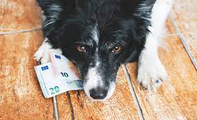 Mit ihm konnten sie maximal 30 minuten lang telefonieren und es dauerte 10 stunden, bis es geladen war. Warum Zahlt Man Hundesteuer Und Was Passiert Damit
