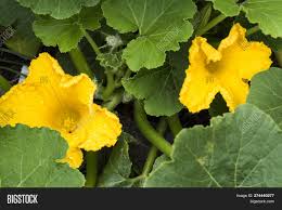 Parts of a flower and their functions. Yellow Male Female Image Photo Free Trial Bigstock