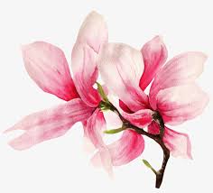 Download This Graphics Is Hand Painted Two Magnolia Flowers Magnolia Flowers Png Transparent Png 1024x881 Free Download On Nicepng
