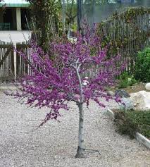 Check spelling or type a new query. Western Redbud Tree Cercis Occidentalis 10 Seeds 2 99 Buy Online In Angola At Angola Desertcart Com Productid 118749849