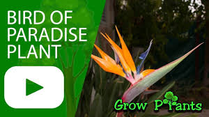 Bird Of Paradise Propagation From Seed Bird Of Paradise Flower Growing And Care Plant Information Climate Hardiness Zone Uses Growt Birds Of Paradise Flower Birds Of Paradise Growing Flowers
