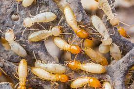 Do you need effective rodent control services in howell? Residential Pest Control A Academy