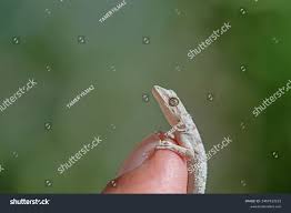 Image result for Kotschya carsonii