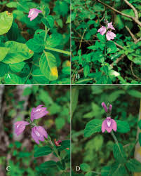 Image result for Justicia sp. A cf. engleriana