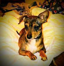 National no kill animal shelter specializing in long distance adoptions and puppy mill rescues. Heaven Can Wait Animal Rescue Adoptions Akron Ohio Home Facebook