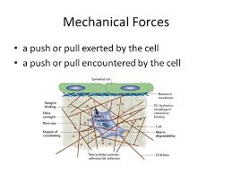 Cell Effects