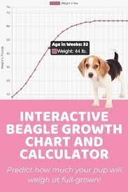 Please note that these are the recommended weights for each breed. Interactive Beagle Growth Chart And Calculator Puppy Weight Calculator Growth Chart Weight Calculator Beagle Weight