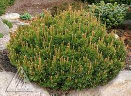 Compact, pyrimidal shape, 10 to 12 feet high and 5 to 6 feet wide; The Right Dwarf Mugo Pine For Your Portland Landscape