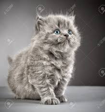 At the same time, the amount of grooming that you will have to perform for your long hair cat can vary widely depending on the type of hair and how well the cat grooms itself. British Long Hair Kitten On Grey Background Stock Photo Picture And Royalty Free Image Image 32140587