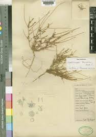 Image result for Lophiocarpus polystachyus