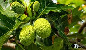 Khasiat daun sukun muda / kering dan cara pengolahannya sukun merupakan tanaman yang buahnya hampir mirip dengan buah nangka dan buah du. 7 Manfaat Daun Sukun Bagi Kesehatan Ampuh Atasi Banyak Penyakit Lo