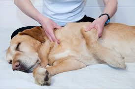 The northern virginia office of right at home is independently owned and operated by phillip turner. Best Holistic Animal Therapy In Northern Virginia 2020