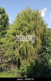 Image result for Juniperus procera