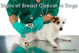 Depending on the location of the lymph nodes involved, your dog may develop breathing difficulties, gastrointestinal signs, or other symptoms. Breast Cancer Signs In Dogs