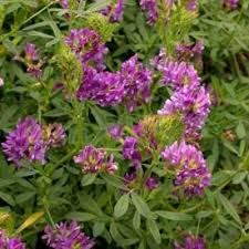 Most commonly sold in the form of seeds, leaves or tablets, alfalfa can be consumed in tinctures, teas, capsules and add to food like soups and salads. Budburst Alfalfa