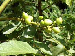 Image result for Brucea antidysenterica