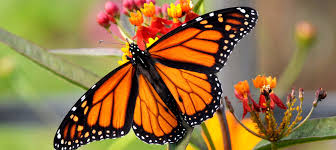 We did not find results for: Saving The Monarch Butterfly Visit Oconee South Carolina
