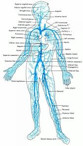 Cram.com makes it easy to get the grade you veins. 51 Arteries And Veins Ideas In 2021 Anatomy And Physiology Medical Anatomy Medical Knowledge