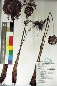 Image result for Cyperus prolifer