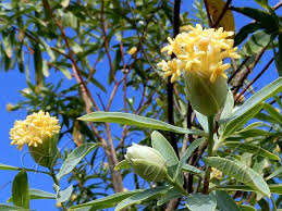 Image result for Gnidia