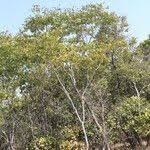 Image result for Julbernardia