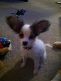 28.06.2020 · papillon chihuahua mix is a cross of a chihuahua with a papillon also known as chion or chihuahua pappillon mix. Quotes About Papillon Dogs Quotesgram