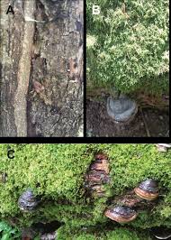 Image result for Hypoxylon multiforme