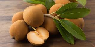 Image result for Manilkara koechlinii