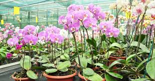 However, the goal here is to shock your orchid into thinking that change is occurring. How To Make Your Own Orchid Fertilizer World Of Flowering Plants