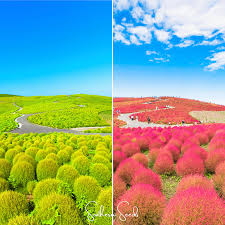 Image result for Buchnera keilii