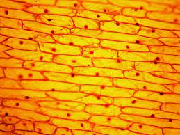 Maybe you would like to learn more about one of these? Onion Cell Under Microscope 10x Observing Onion Cells Under A Microscope