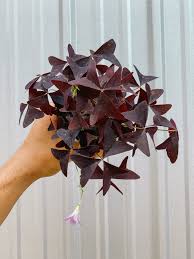 Image result for Oxalis purpurascens