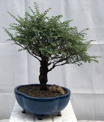 Keep the bonsai in a shady spot for two to four weeks. Chinese Seiju Elm Bonsai Tree Ulmus Parvifolia Seiju