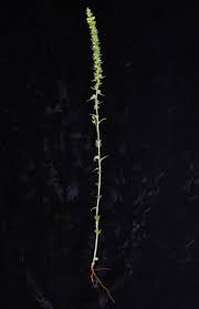Image result for Alectra sessiliflora