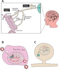 #herpes #hsv #hsv 1 #hsv 2 #sti #sexually transmitted disease #sexually transmitted infection #stis. Herpes Simplex Virus Type 1 At The Central Nervous System Intechopen