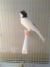 Canary In Hoobly Classifieds Canary Birds Canary Pretty Birds