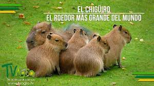 See a recent post on tumblr from @technicolorgrapefruit about chiguiro. El Chiguiro El Roedor Mas Grande Del Mundo Tvagro Por Juan Gonzalo Angel Youtube