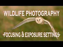 Wildlife Photography Camera Settings Focusing And Exposure Youtube Wildlife Photography Wildlife Photography Camera Photography Camera