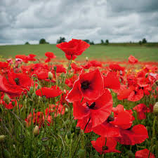 Spell shields will block only a single instance of damage. Poppy Seeds Field Poppy Rhoeas Suttons