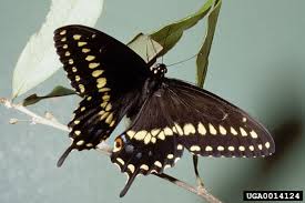Check spelling or type a new query. Black Swallowtail Butterfly Papilio Polyxenes Wildlife Journal Junior