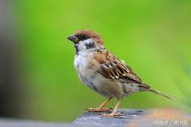 Sparrow (any member of the passer genus). è¯´æ–‡è§£å­— é¸¿é¹„å¸¦æ¥çš„æ€è€ƒ ä¸­å›½äººå¯¹ é¸Ÿ çš„ç‹¬ç‰¹è§è§£ æ¯æ—¥å¤´æ¡