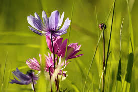 Vorfrühling, wenn alles anfängt zu schmelzen. Fruhlings Bilder Kostenlose Fruhlingsstimmungen Lizenzfreie Naturfotos