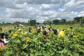 Setelah ku dimiliki kau lebur segala kata dan janjimu ku lakukan semua berikan yang ku ada percaya kepadamu kebodohanku. Cerita Masyari Tak Sengaja Membuat Kebun Bunga Matahari Jadi Obyek Wisata