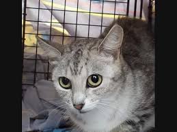 Find and adopt a pet on petfinder today. Cleveland Pets Up For Adoption Davie Tinkerbelle Truman More Cleveland Oh Patch