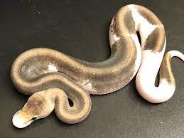 Pin On Snakes