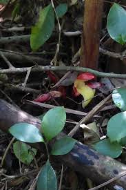 Image result for Aframomum angustifolium