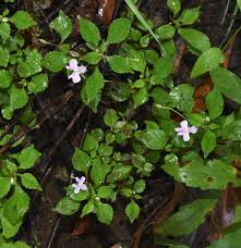 Image result for Impatiens hochstetteri