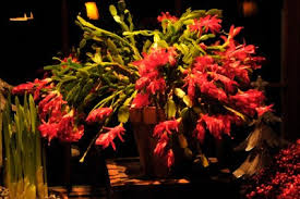 Epiphyllum acapulco by don crain succulents and. Feeling Christmas Cactusy